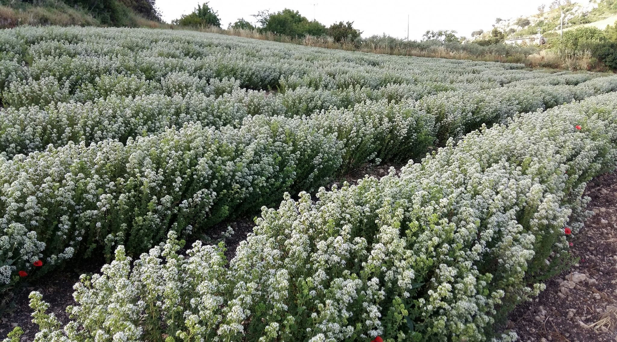 Origano in fioritura a contrada Girafi