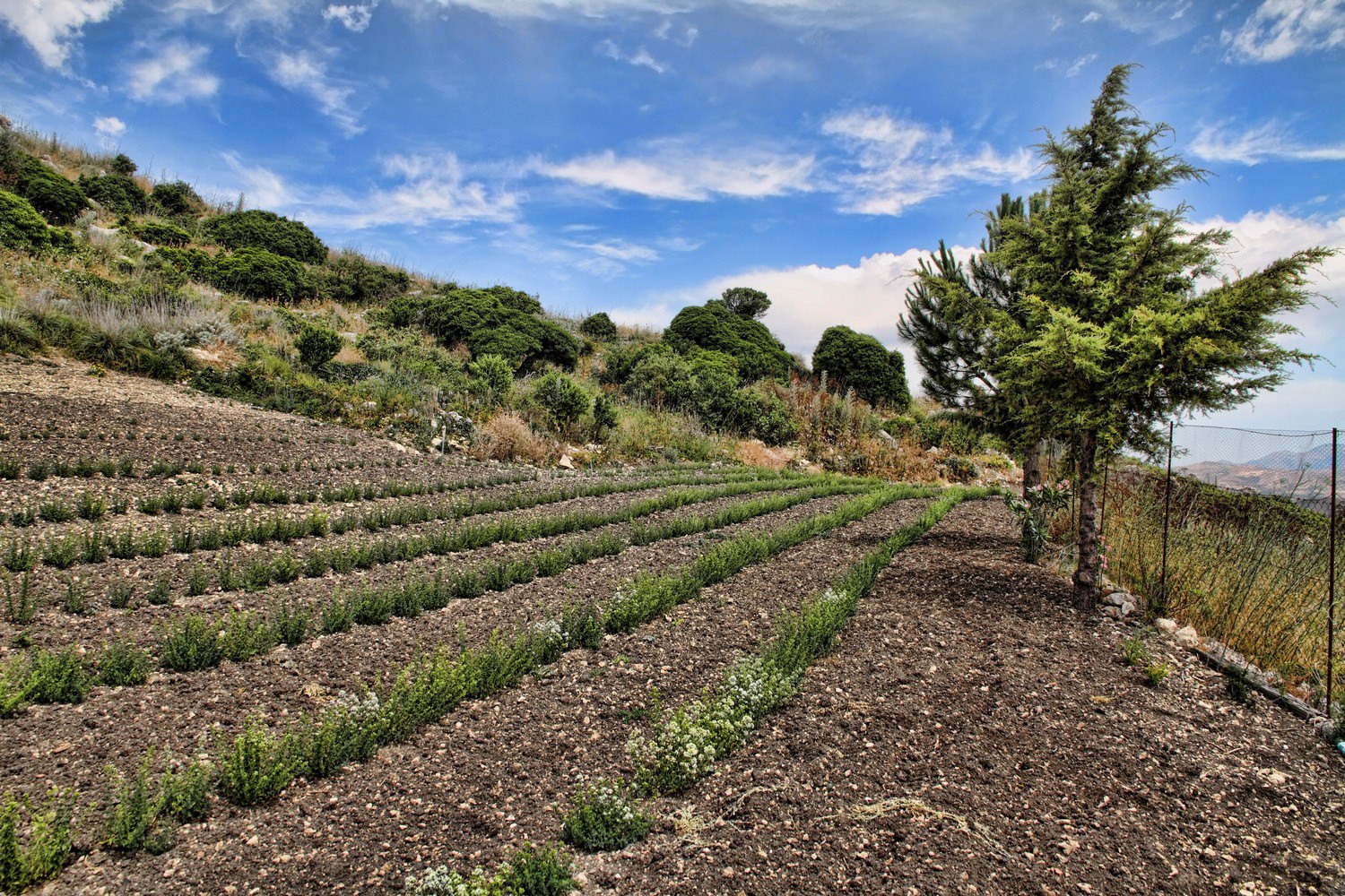 Filari di erbe aromatiche sotto il cielo di Girafi