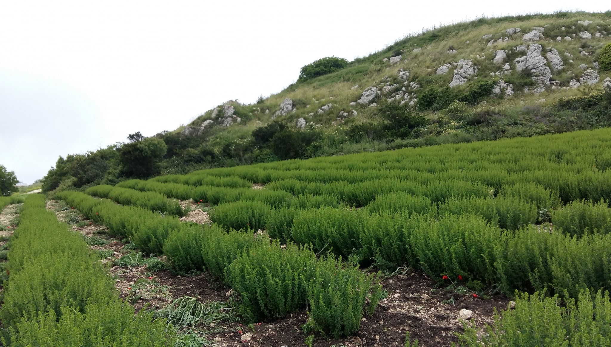 Coltivazioni de Le Aromatiche di Girafi