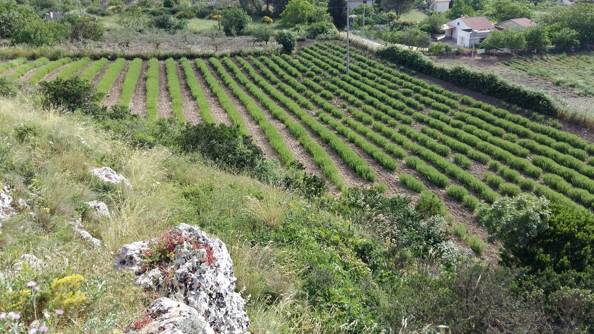 Coltivazione di rosmarino nelle campagne di Girafi